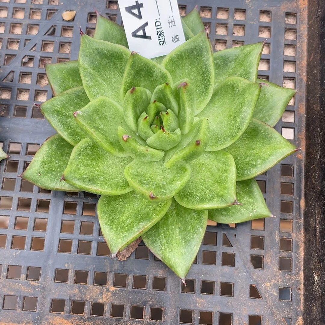 若如东云单拍A486