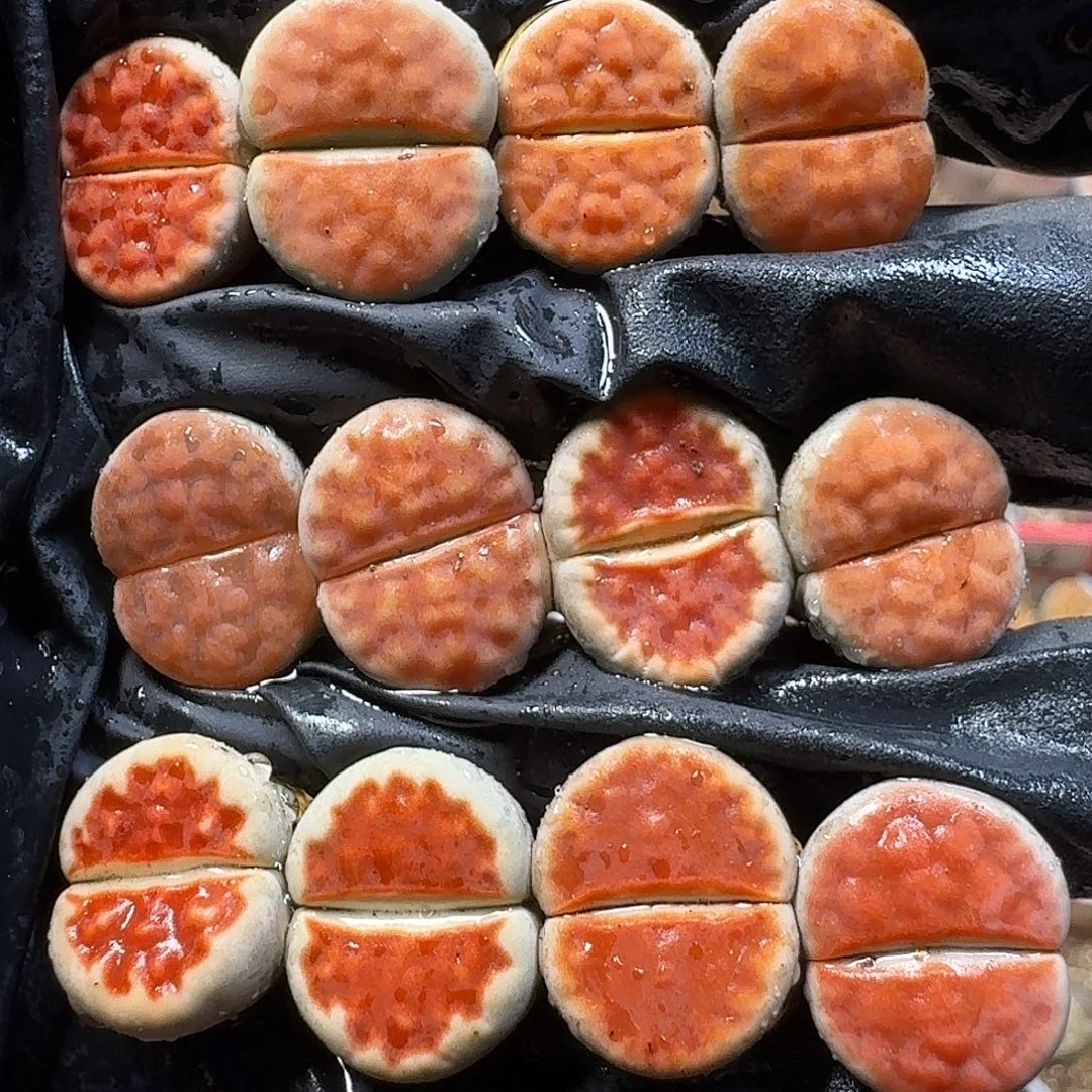 生石花111111。   283