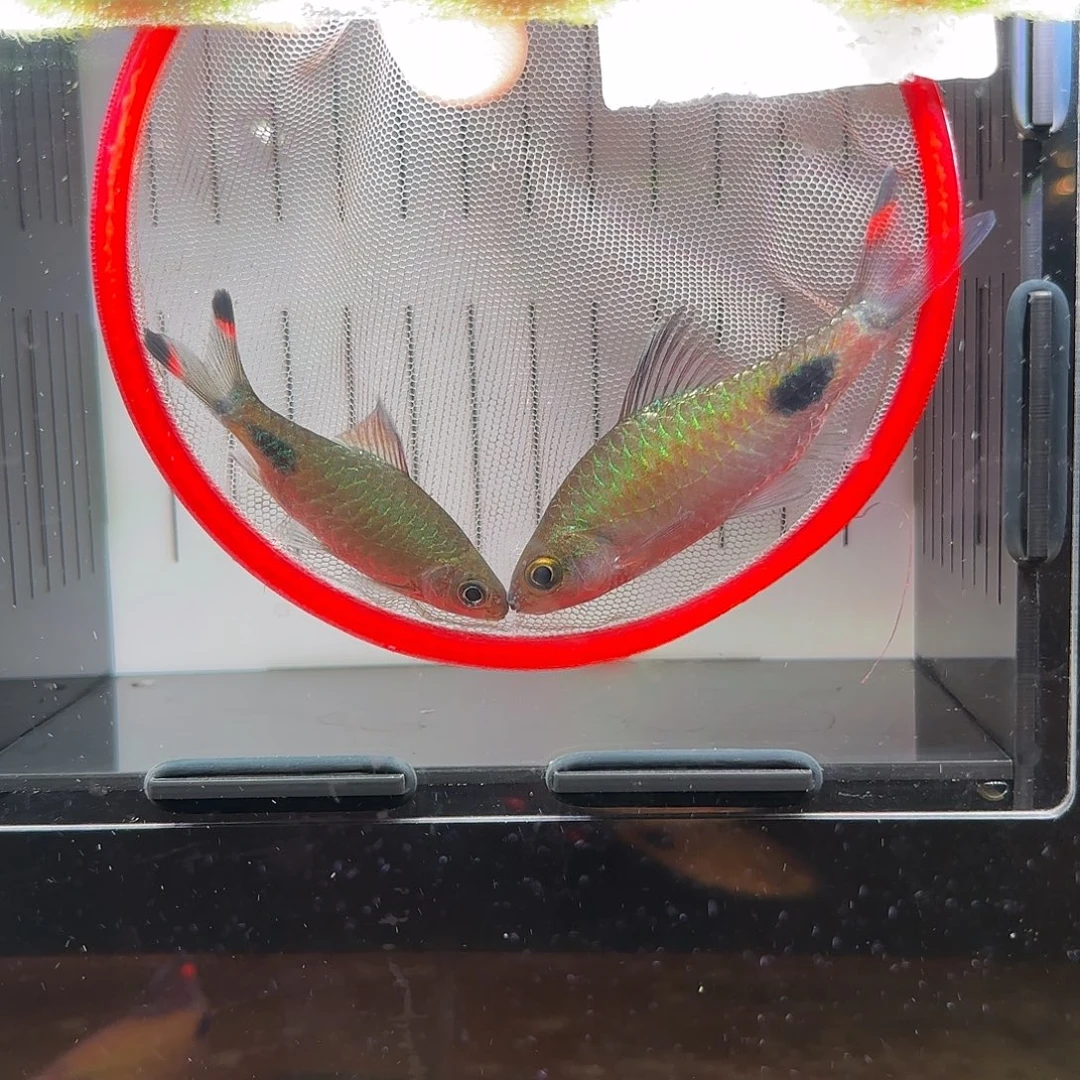 一条红杂蓝 一条紫红公