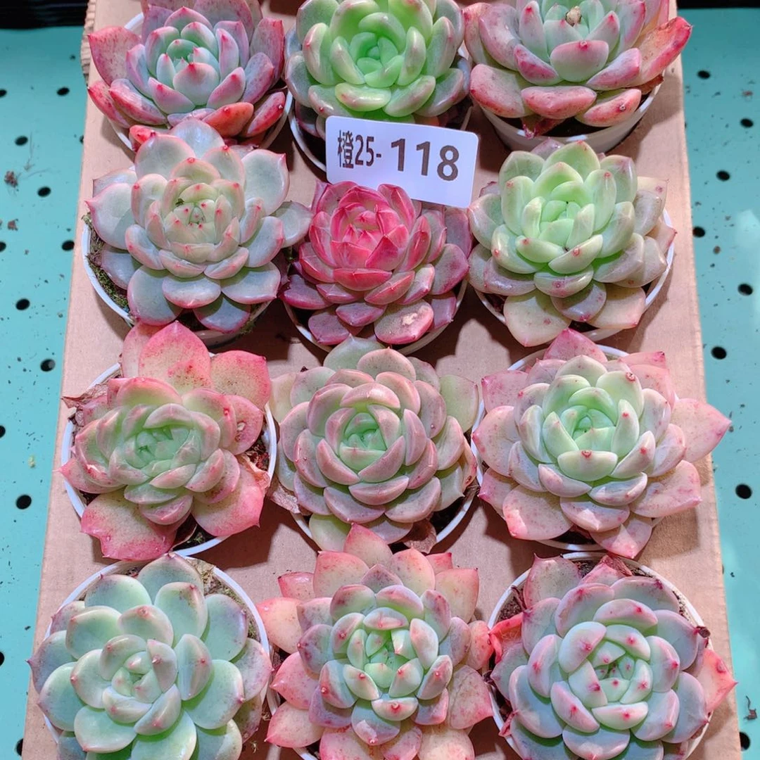 25-118一物一拍多肉带盆18颗
