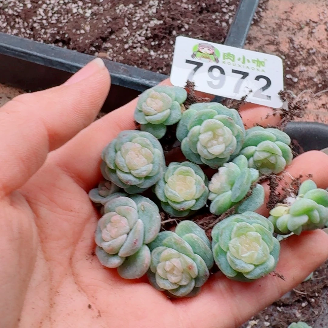 小***儿多肉植物多肉植物