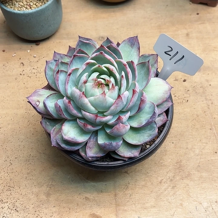 多肉植物，惊鸿仙子211号