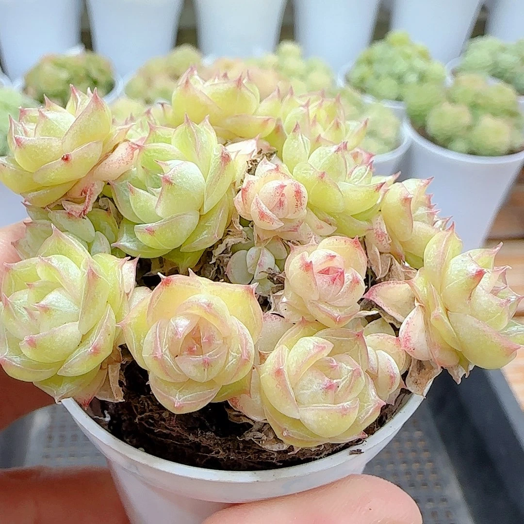 1031-3（开播福利）