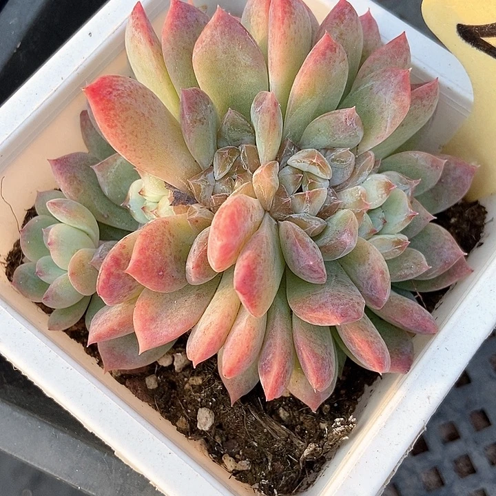 多肉植物冰魄五头朵朵2055