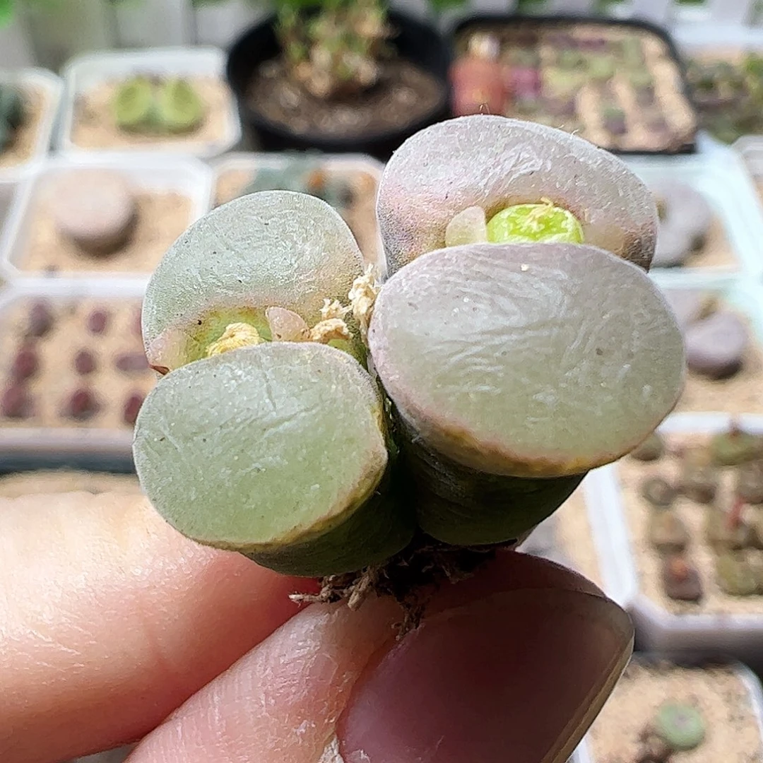 无花朵双头粉女一颗包邮