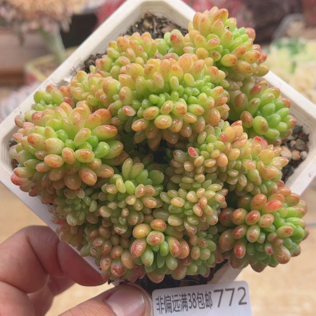 772香格里拉缀德华多肉