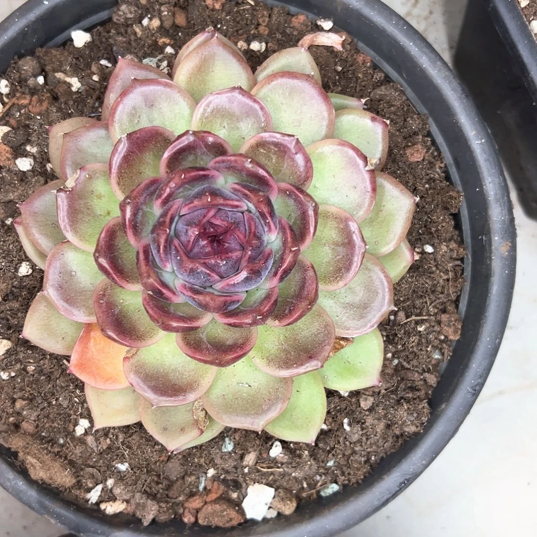 会***猪糖心杂交，一物一拍