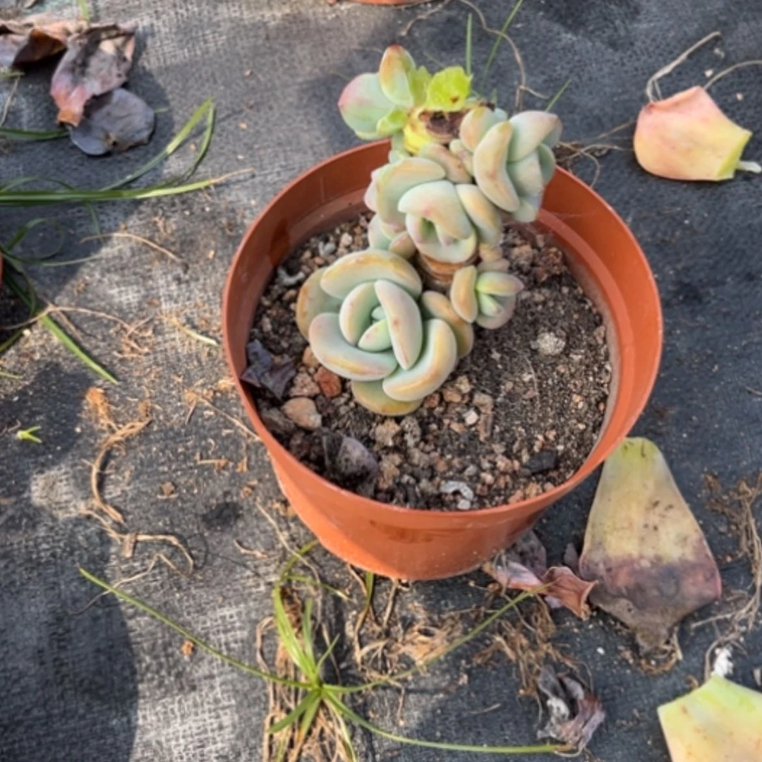 【闪购商品】冰*姐白凤