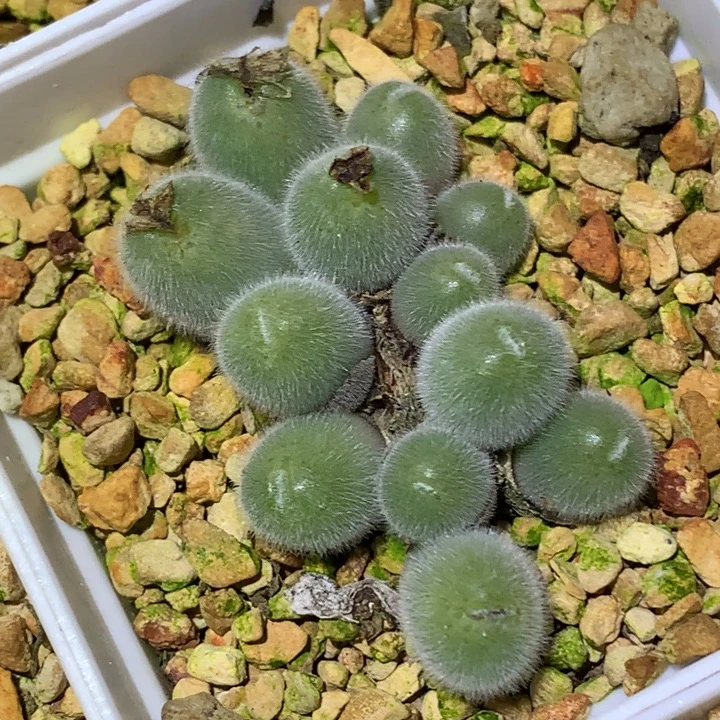 精品多肉植物精品多肉毛球