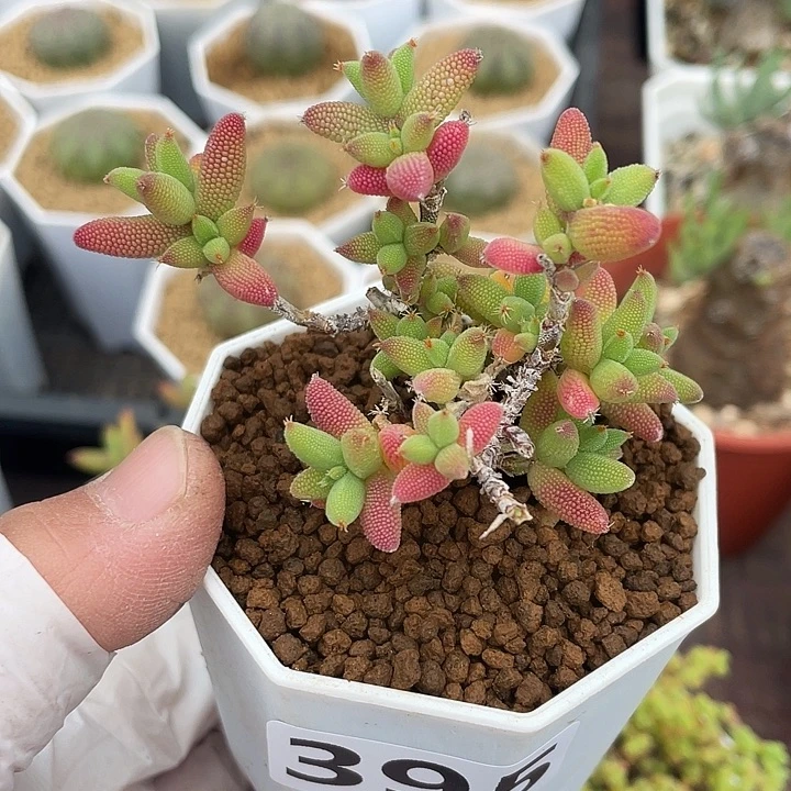 395泡泡叶玉米枝干