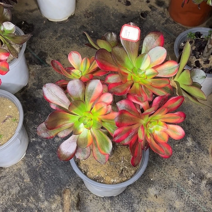 巫毒七彩丛林朵朵117多肉