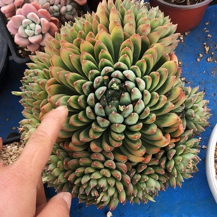 星际迷航叠叶多肉植物