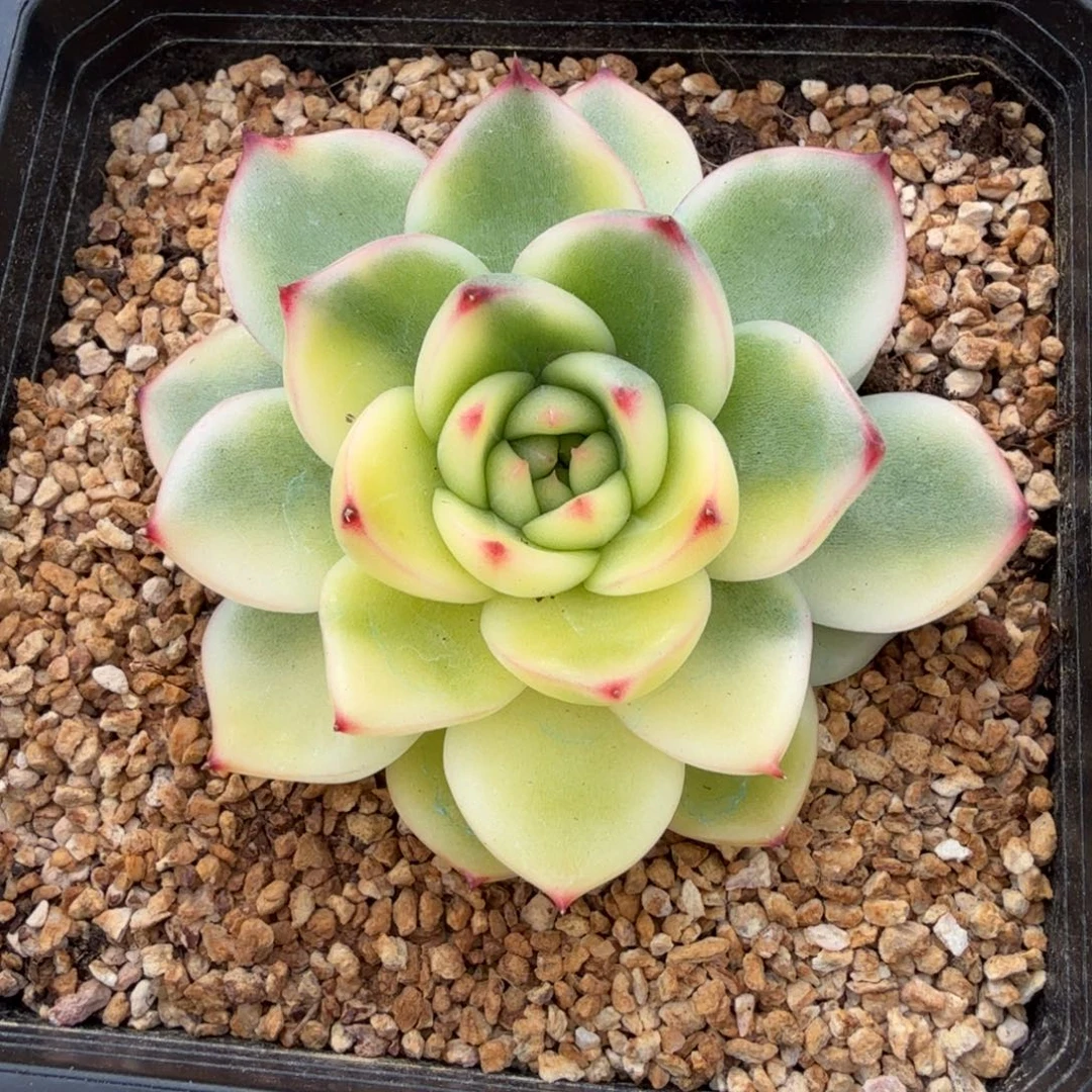 月亮石锦锦上园艺一物一拍