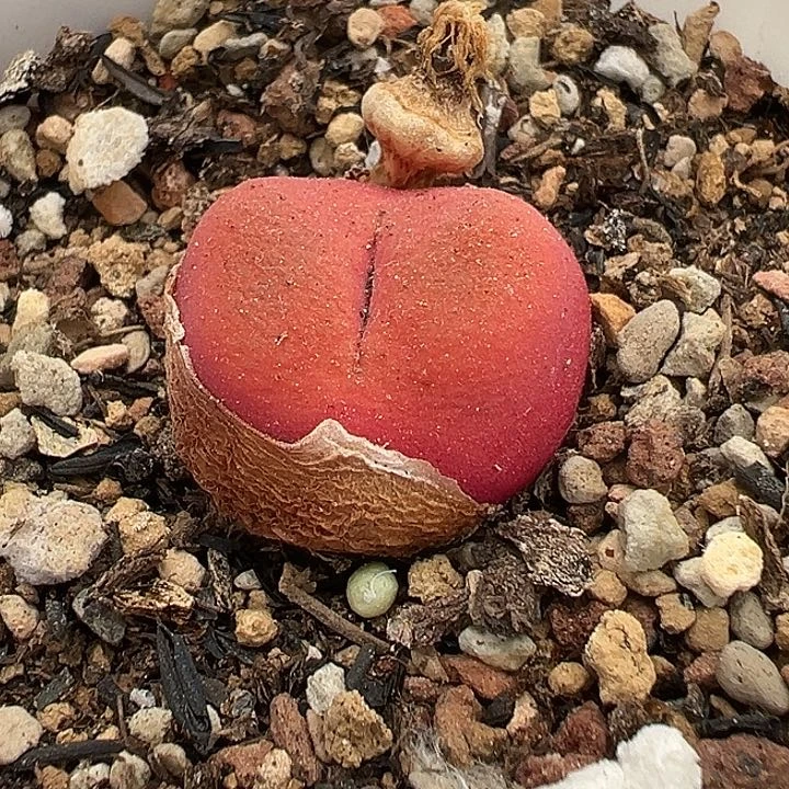 886号毛汗尼1111111111