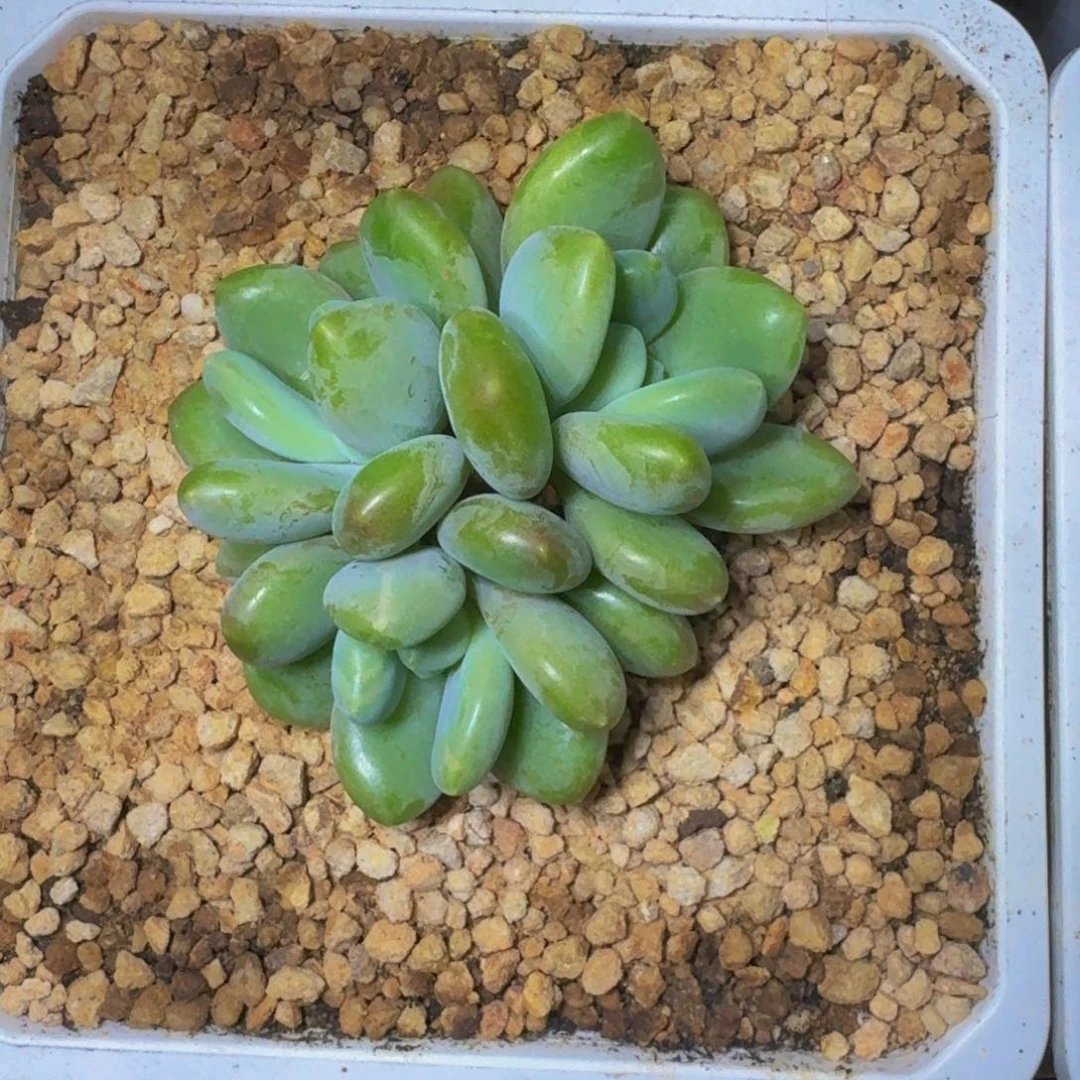 奶龙 3头 一物一拍