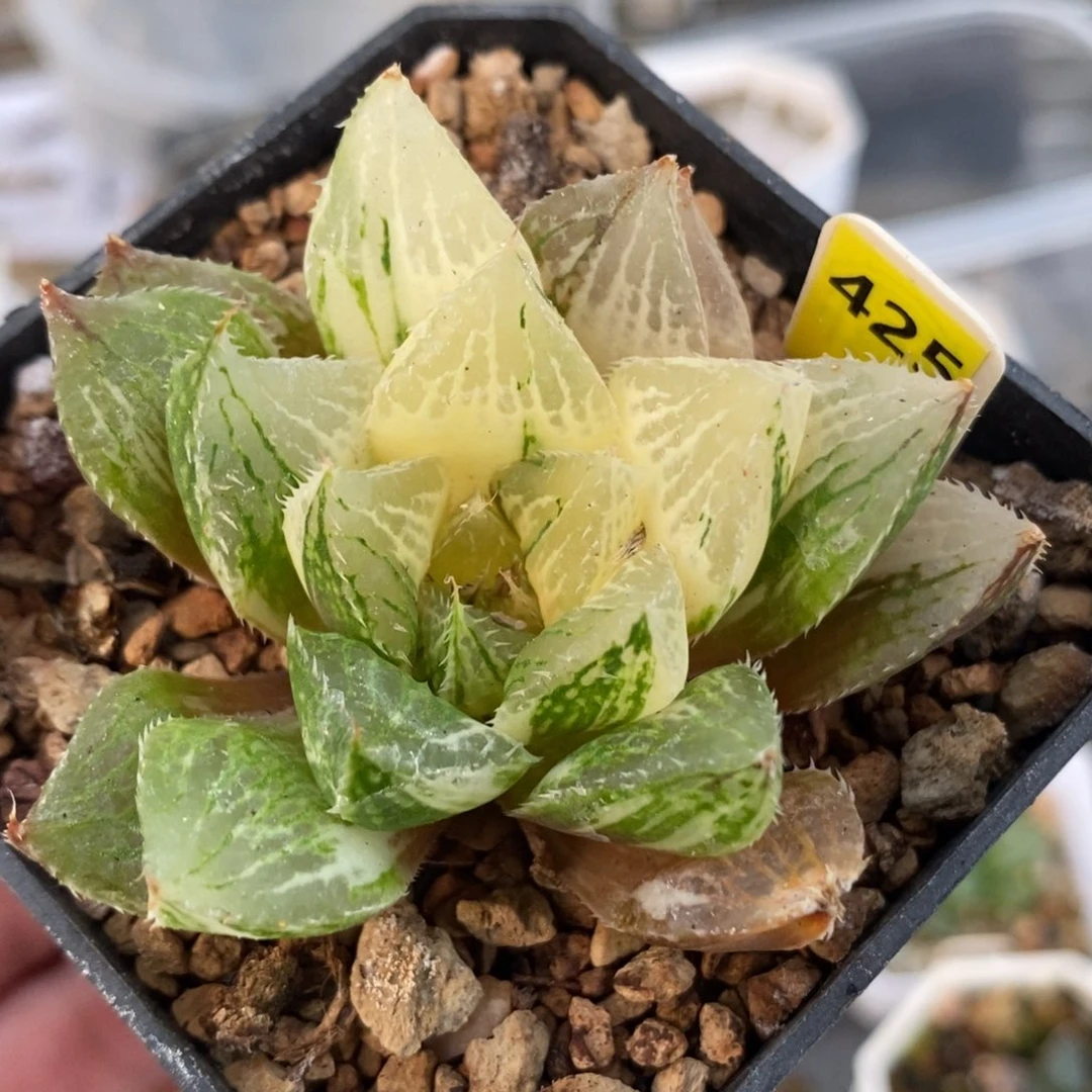 425宝莲灯锦一物一拍