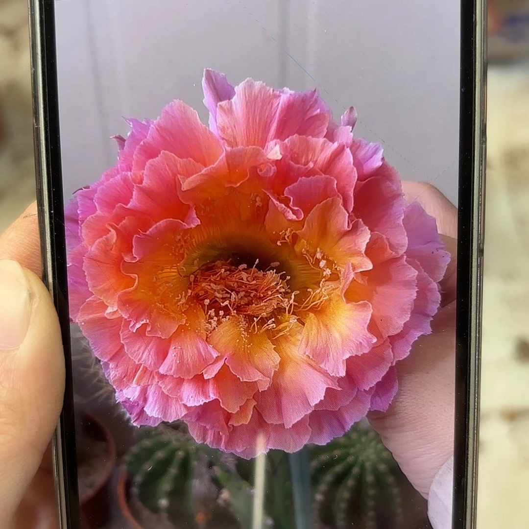 彩草青鸾火凤7-8公分左右