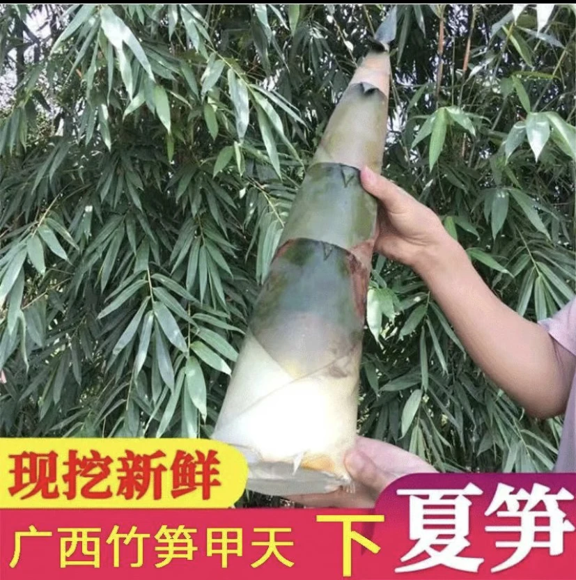 【现货】广西新鲜现挖嫩脆笋苦麻竹笋野生竹笋绿皮大头笋可泡酸笋
