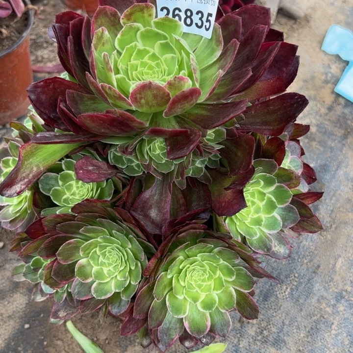 26835水蜜桃多肉植物