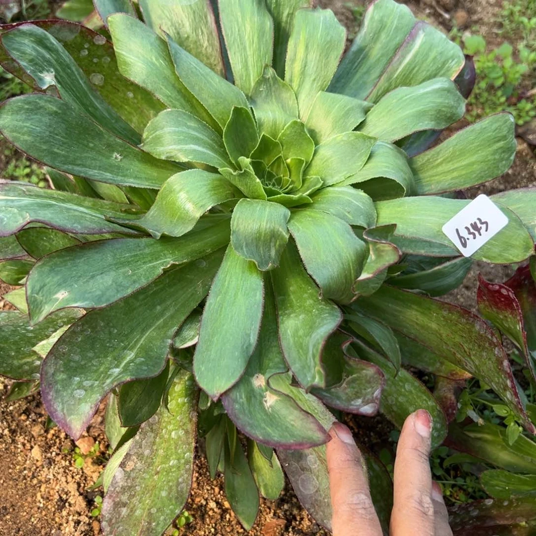 343魅影七彩多肉植物