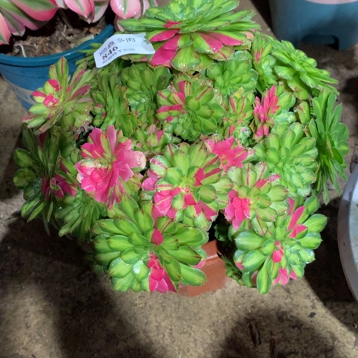 开***天846知否多肉植物特价