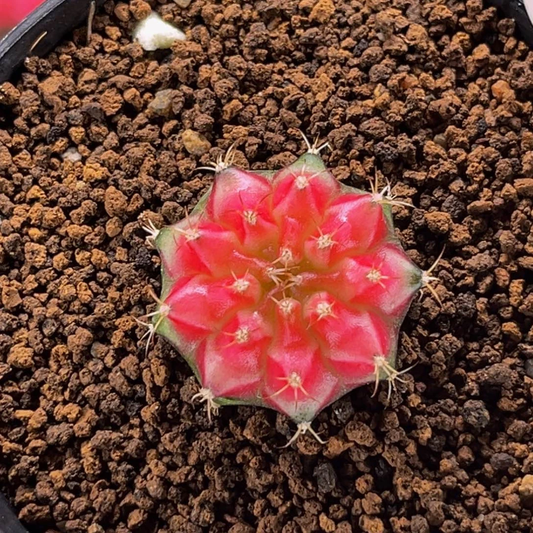 樱花穹顶 米哈仙人球