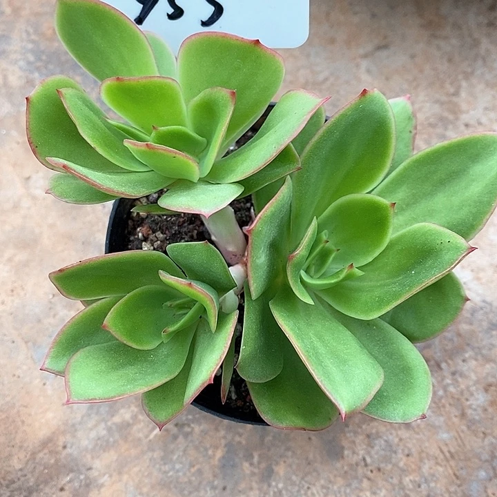 953-直播福利花木兰