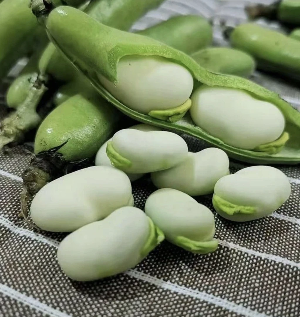 新鲜蚕豆带壳发货新鲜豆子当天采摘当天发货现摘现发