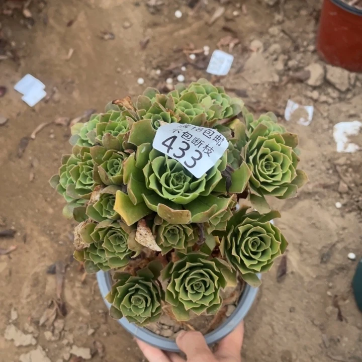 433绿玫瑰手捧1号棚