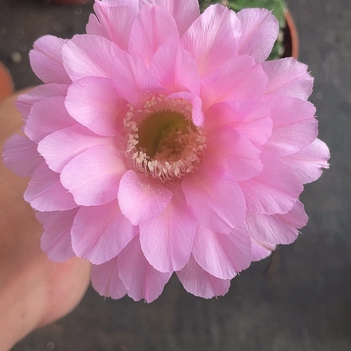 黑***丹199号摘花脱土发货