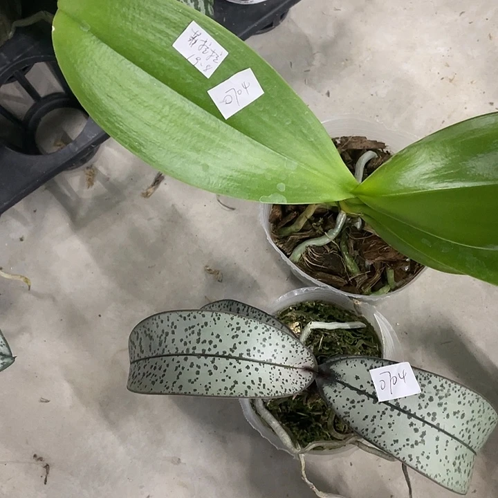 星****完全开放处理叶片微瑕的费拉拉3.5不售后