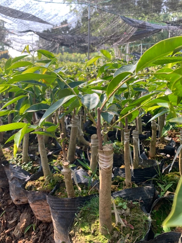 （金沙叶）香农认可优选品种苗场直发电白发货