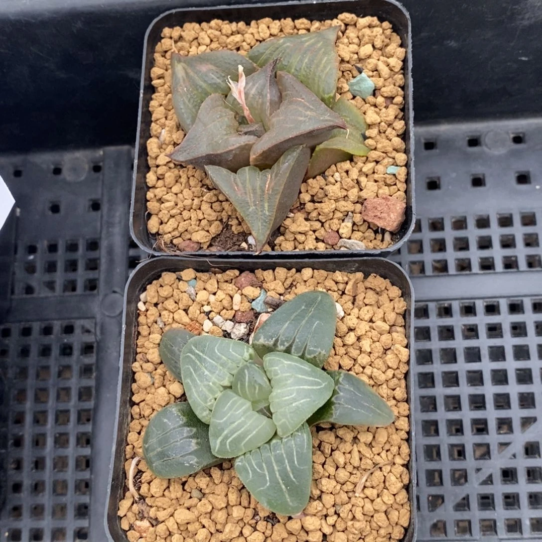 6125 两颗一起。超级福利。