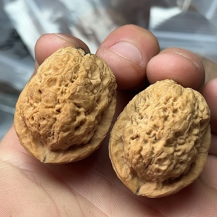 核桃6号芭蕉扇34尺