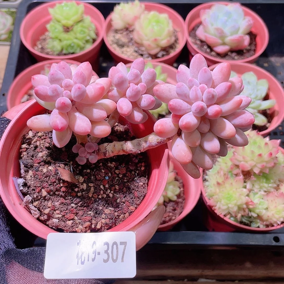 花利美19-307婴儿手指