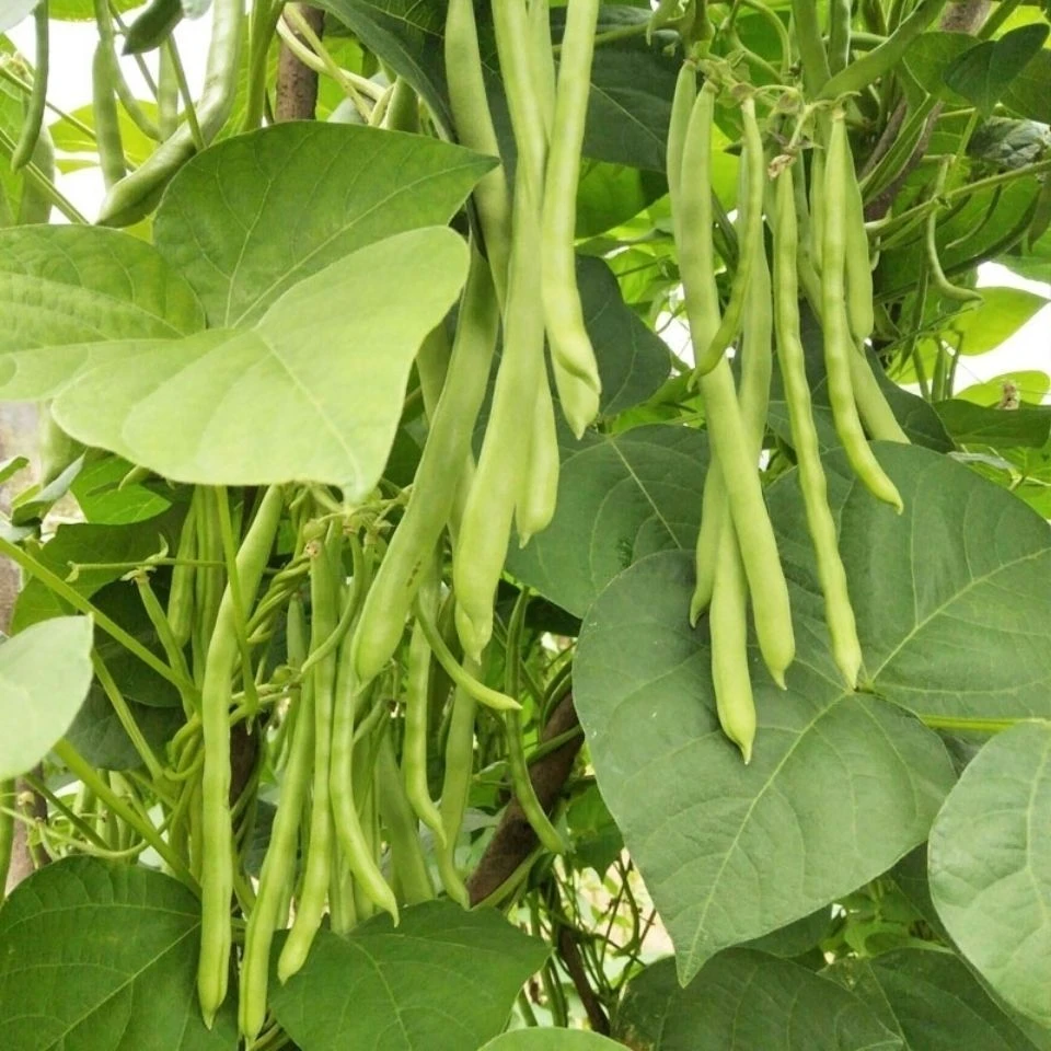 红花四季豆种子早熟有架雪豆无筋豆种籽春季豆角籽种蔬菜种孑