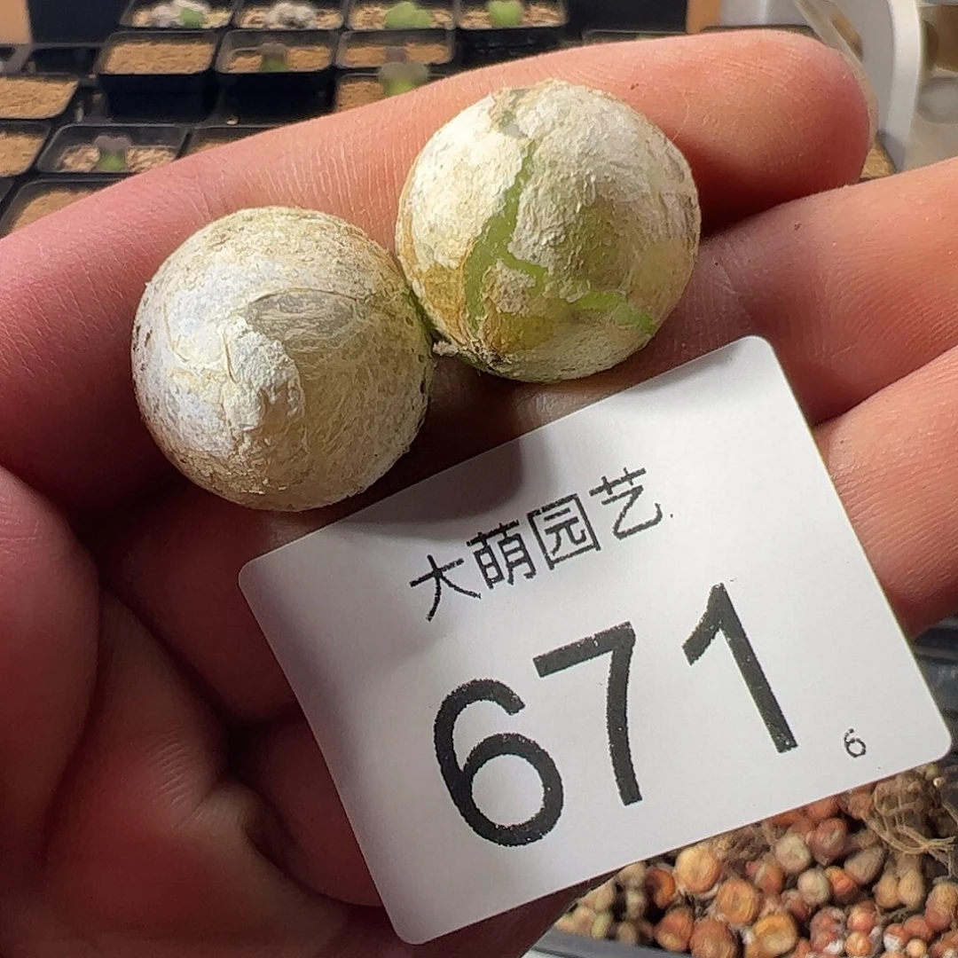一物一拍。     671