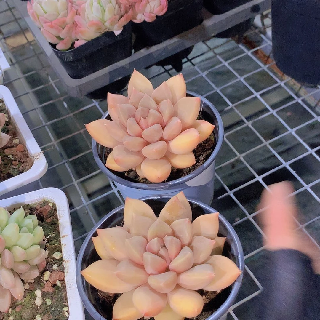 单头红象牙235677889999