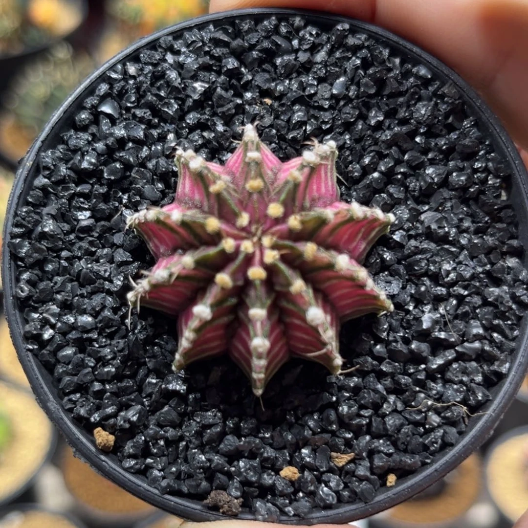 肋骨海神————————-