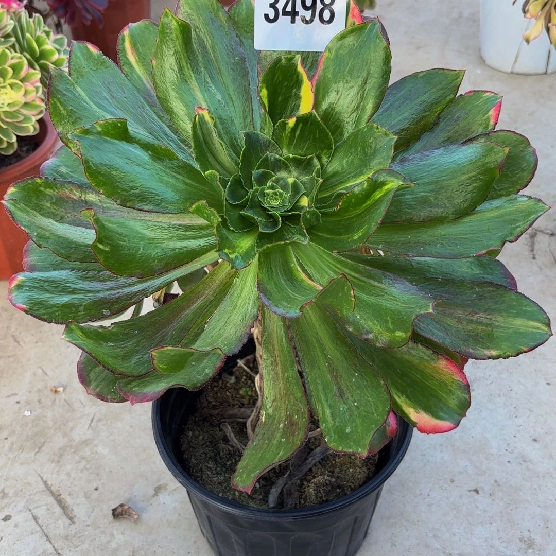 无花朵3498魅影七彩1111111