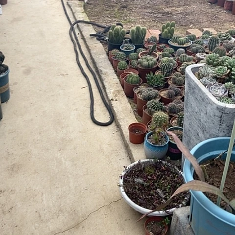 @****仙人掌金妞时光、奥拓、奈何各一棵