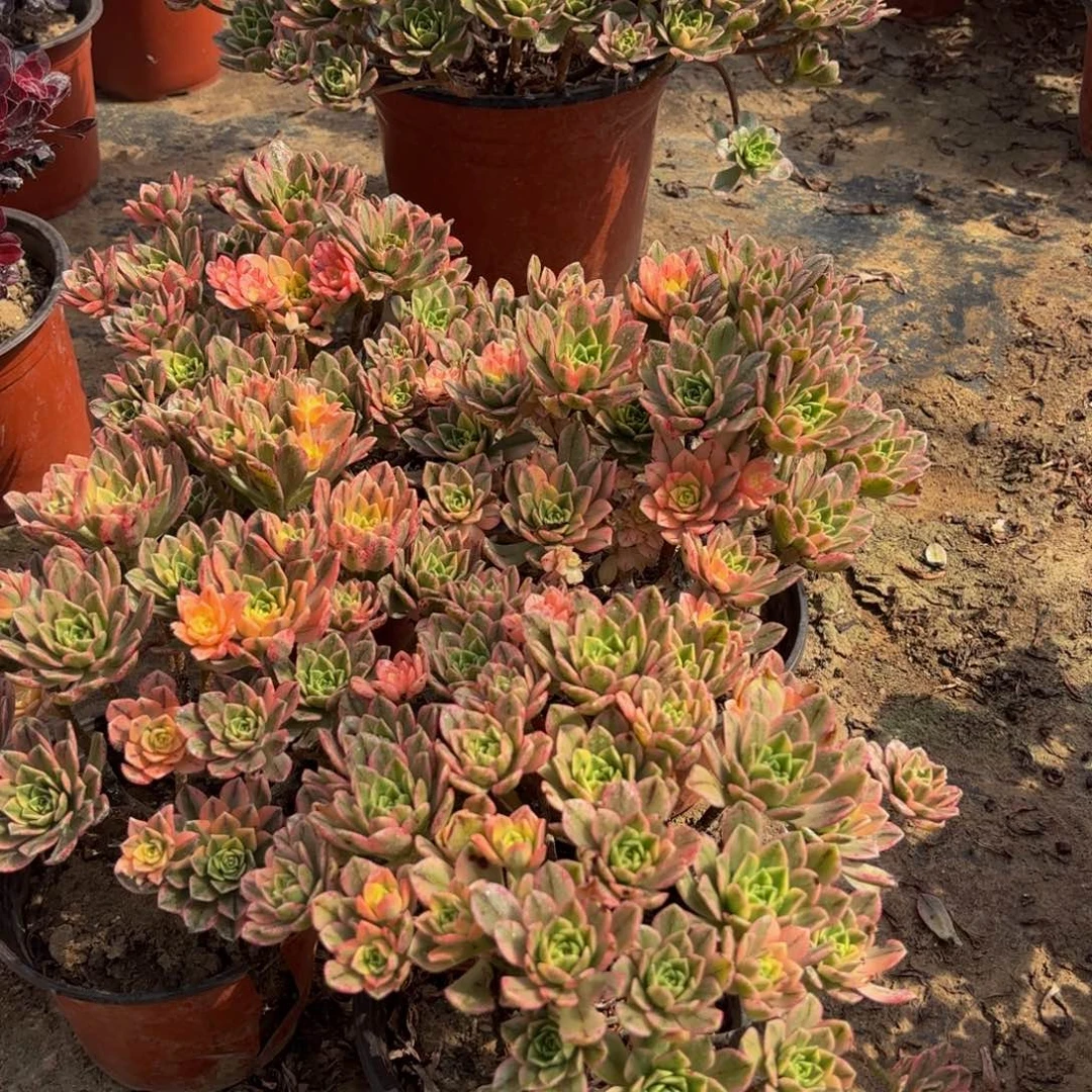 甜茶木质2颗9.9法师木质