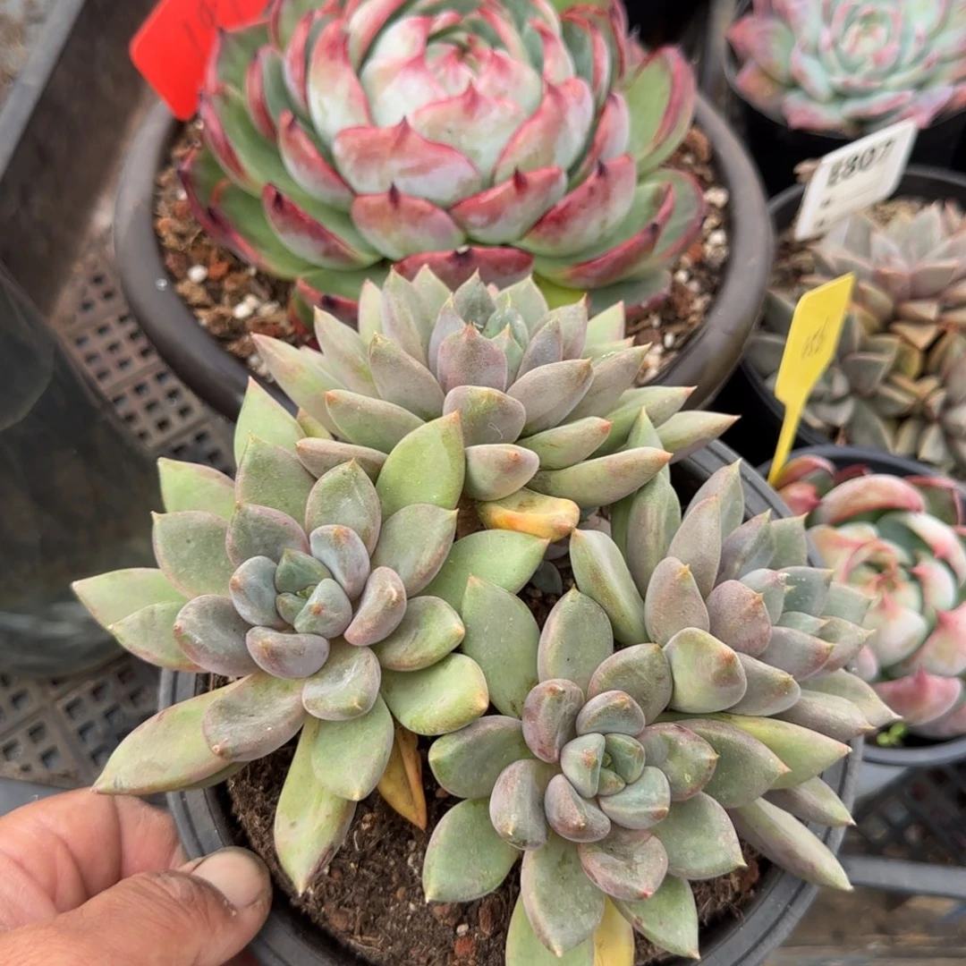 红象牙惊鸿一物一拍包装收缩花旱