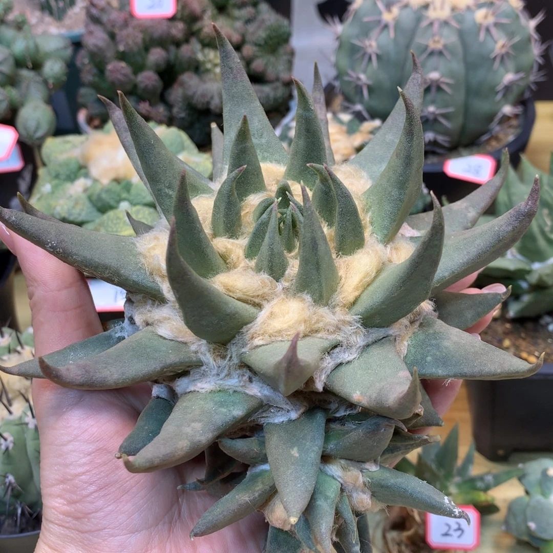 30号 苗接 龙牙岩牡丹14.5