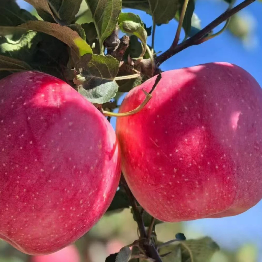 静宁李店高山水晶红富士12个装