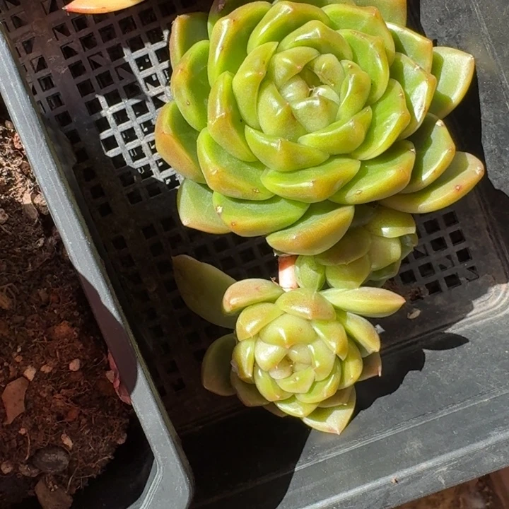 专拍链接多肉精品