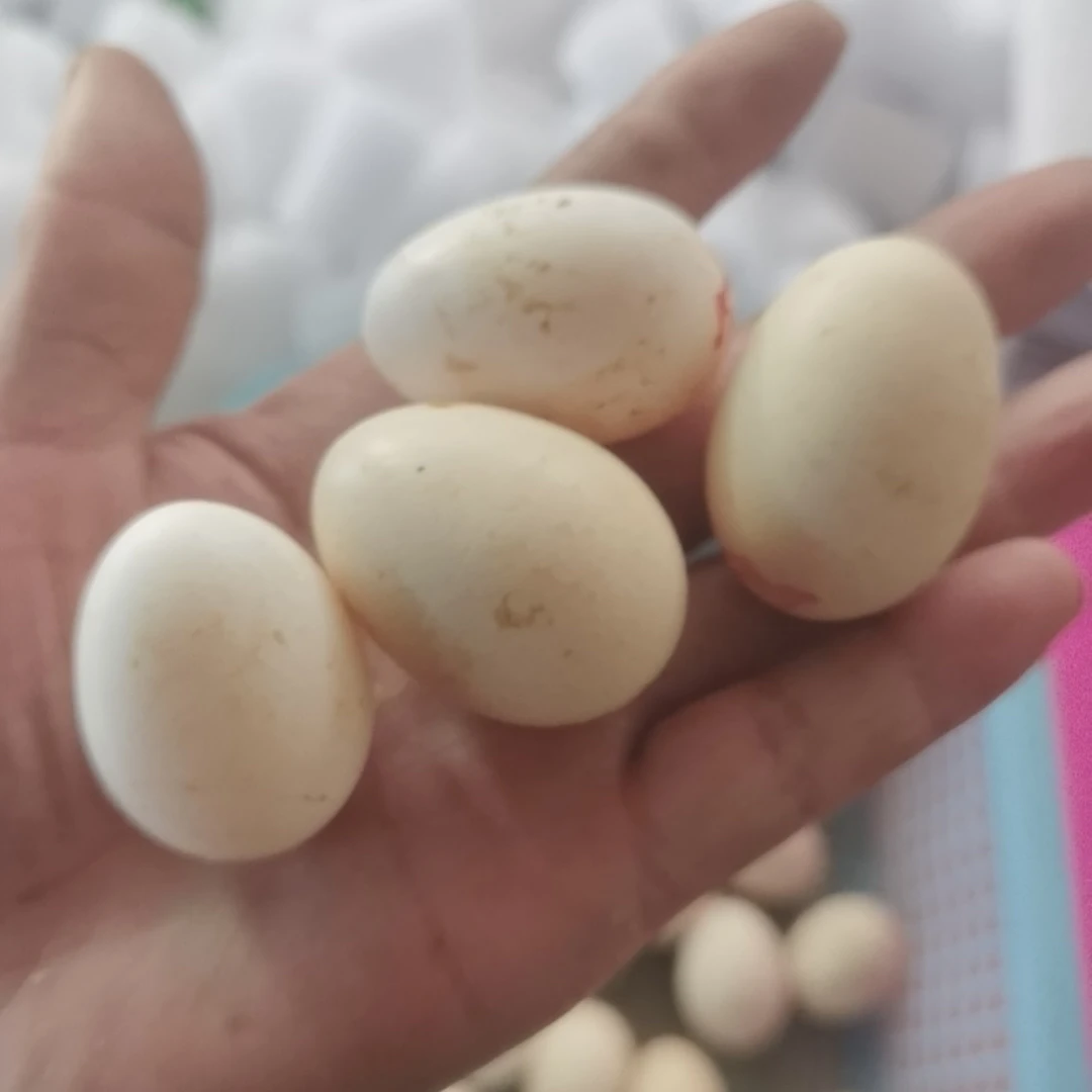 鸡蛋宠物鸡蛋通用链接5 现货