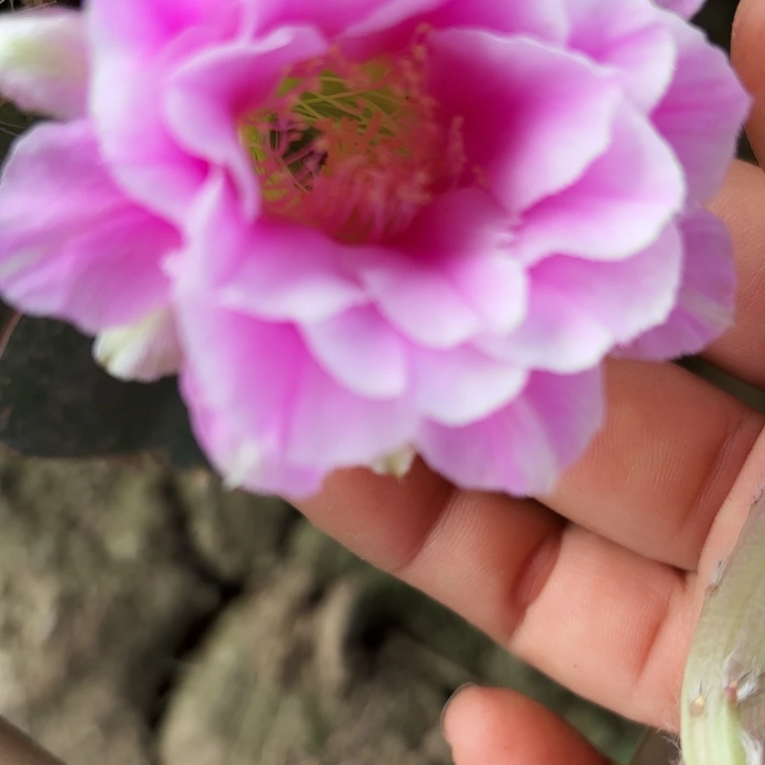 丽优雅芙蓉三左右36