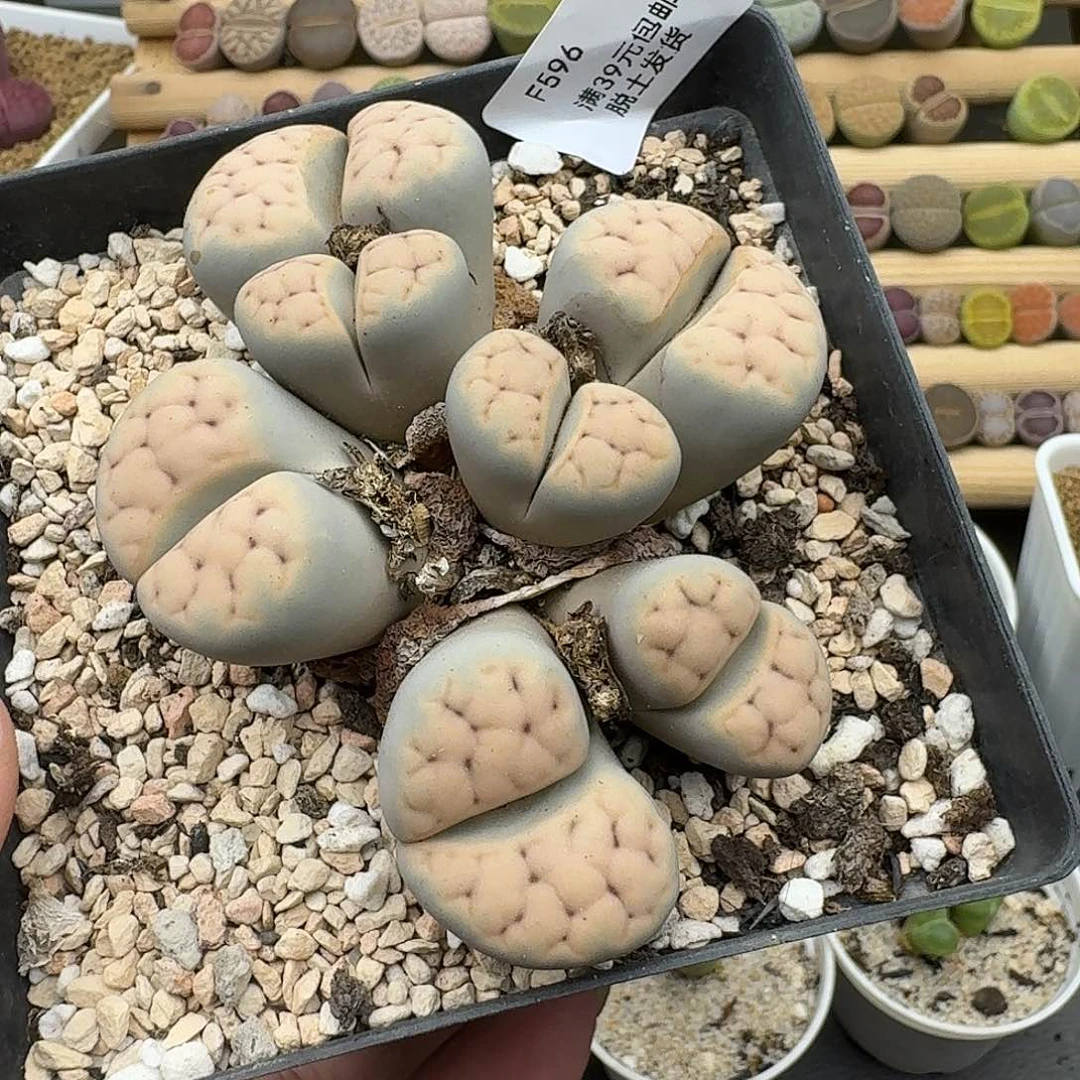 596多肉哈哈哈哈哈哈哈