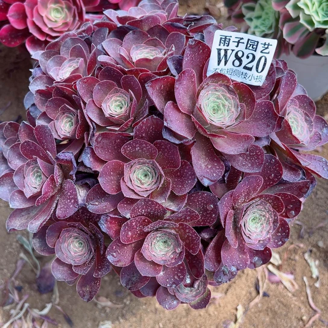 820魅金玫瑰尺寸25左右当年桩